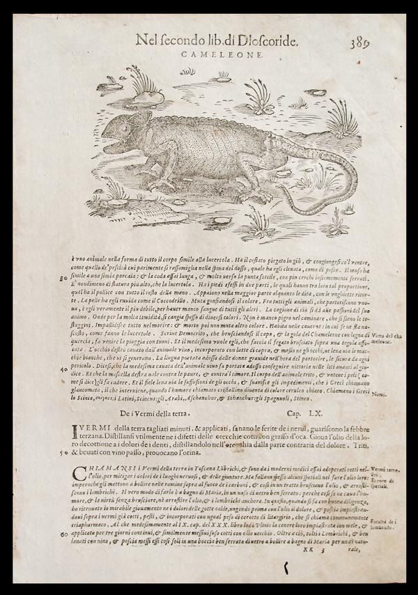stampa antica camaleonte mattioli