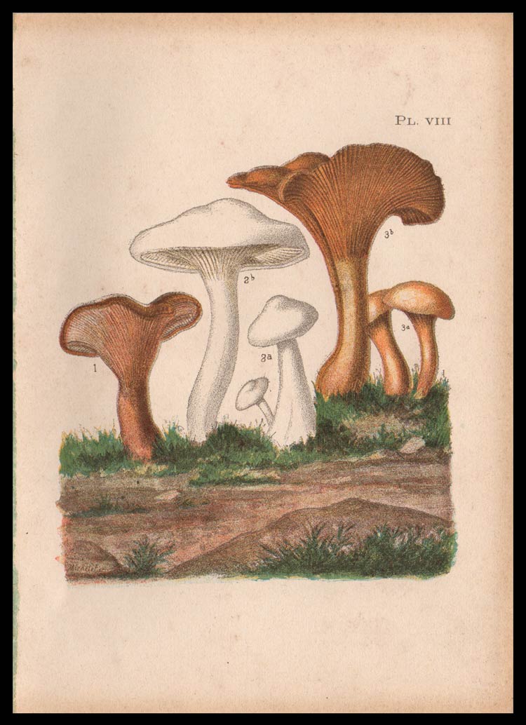 stampa antica cantharellus