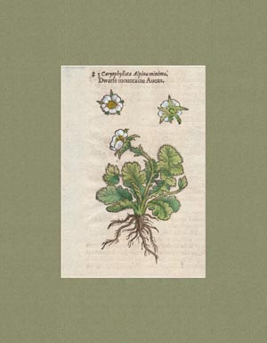 stampa antica caryophyllata alpina