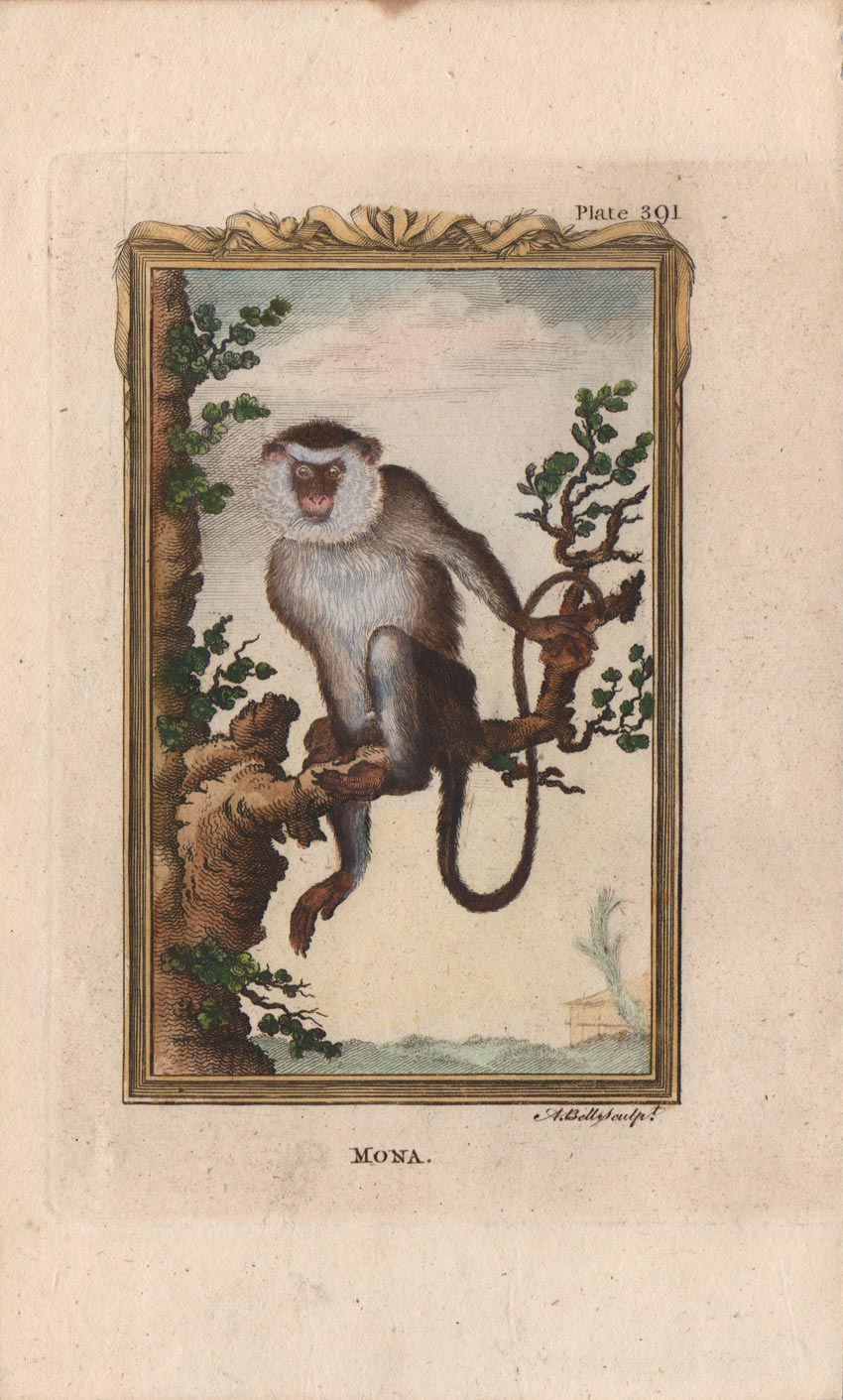 stampa antica cercopiteco mona