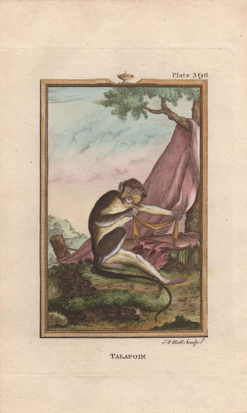 stampa antica scimmia cercopiteco stampa scimmia cercopiteco