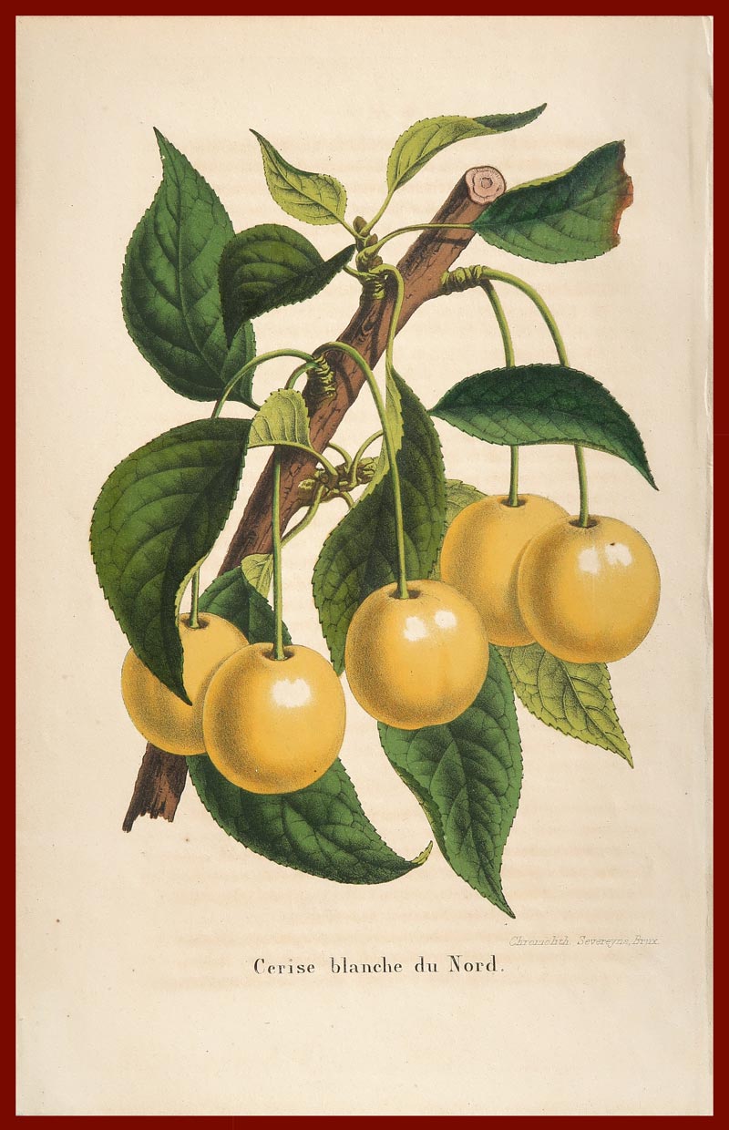 stampa antica ciliegie bianche