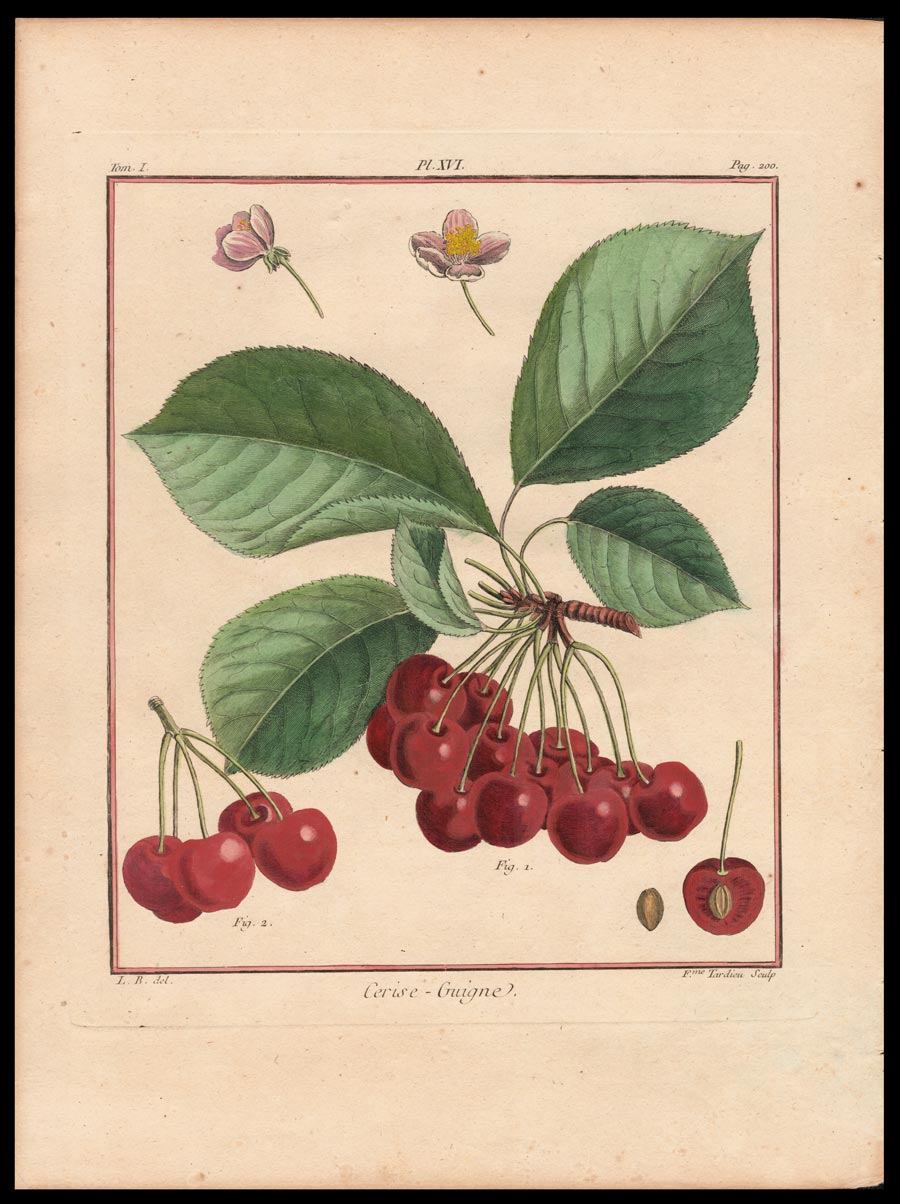 stampa antica cerise guigne duhamel du monceau