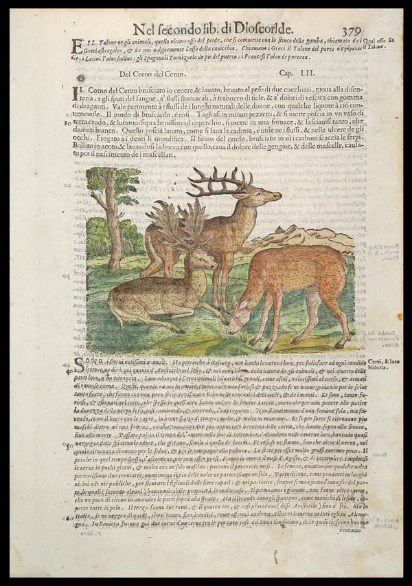 stampa antica cervi mattioli