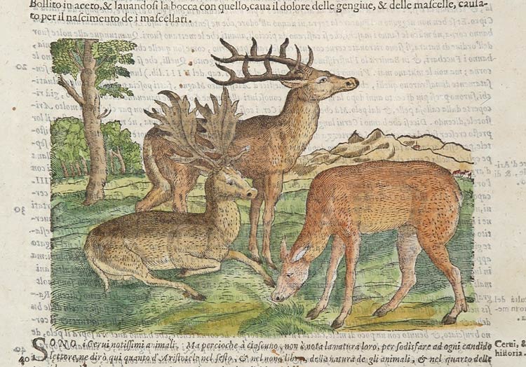stampa antica cervi mattioli stampa antica cervi