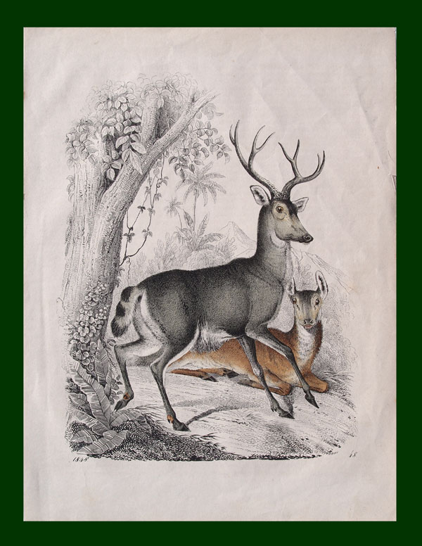 stampa antica cervi