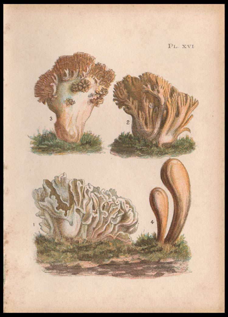 stampa antica fungo clavaria