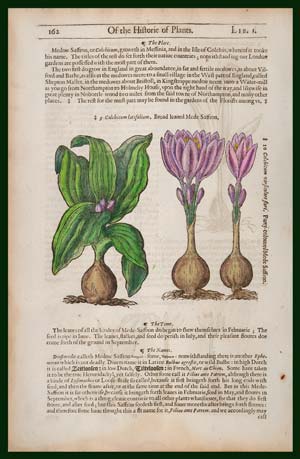 stampa antica colchicum latifolium