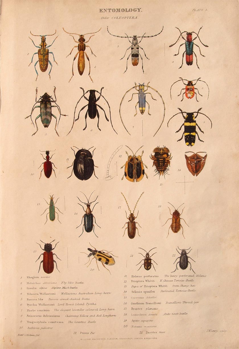 stampa antica coleotteri