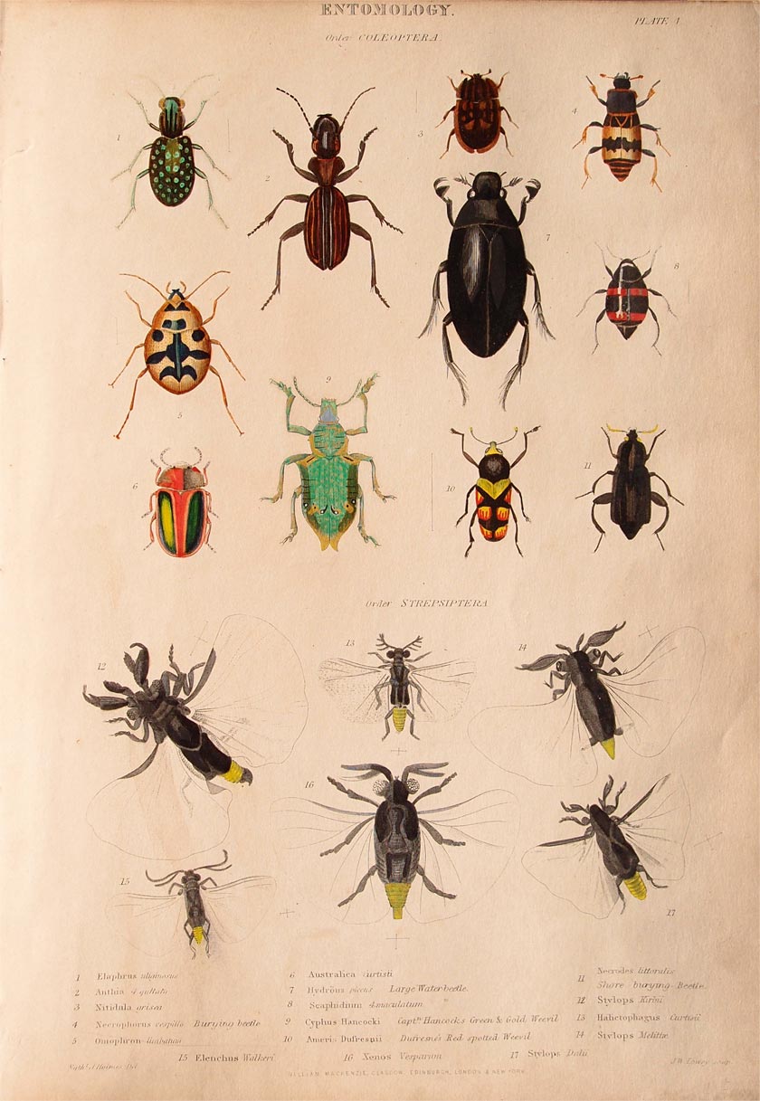 stampa antica coleotteri