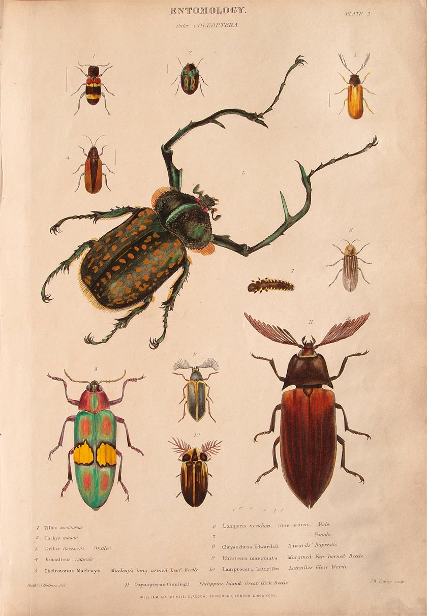 stampa antica coleotteri