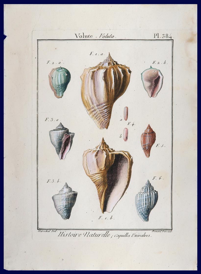 stampa antica conchiglie voluta