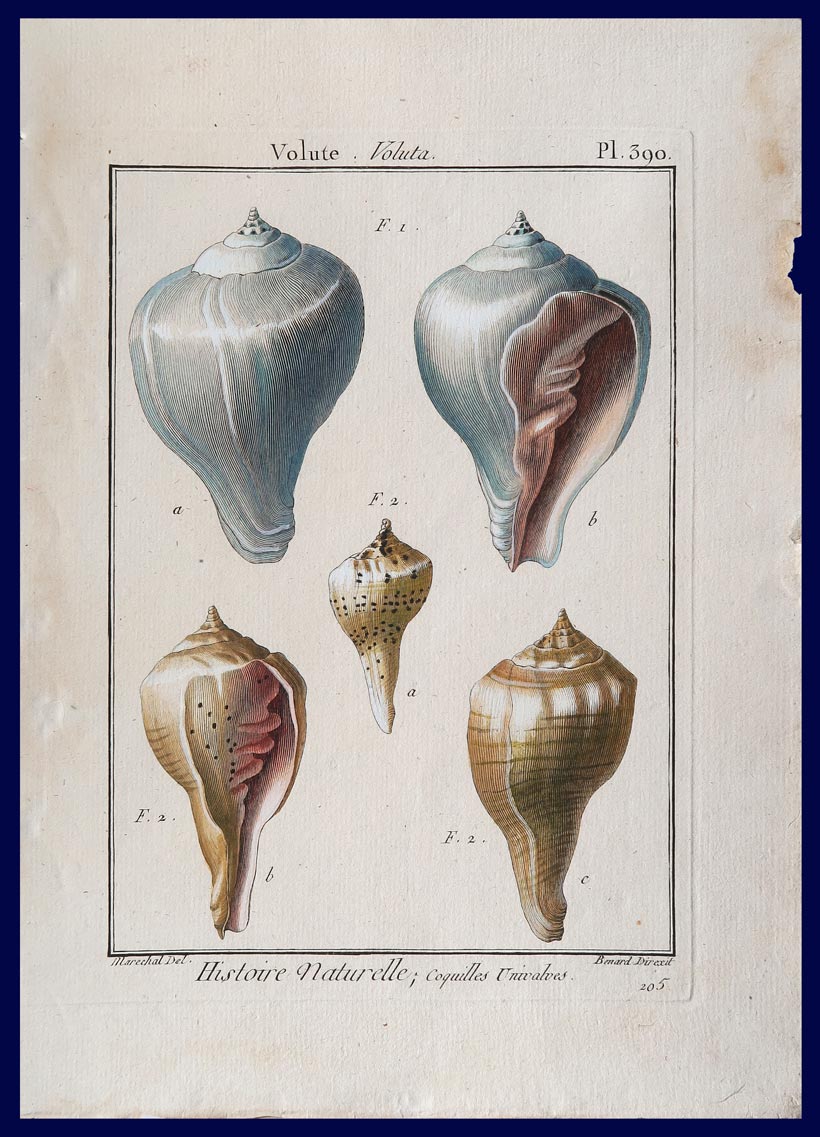 stampa antica conchiglie voluta