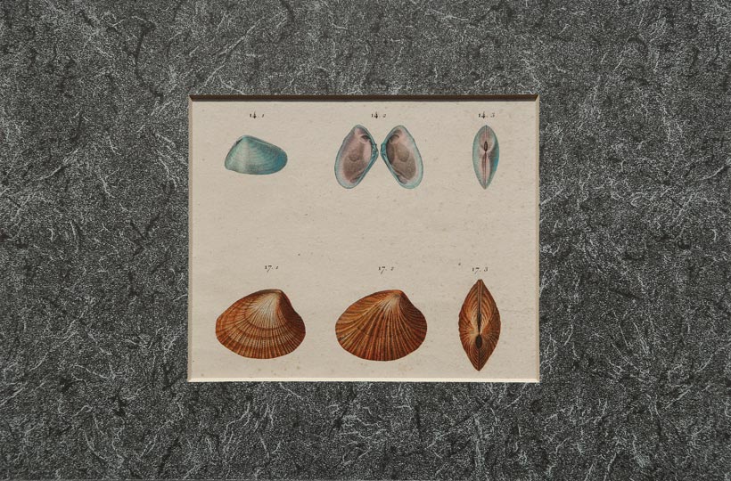 stampa antica conchiglie bivalve égypte