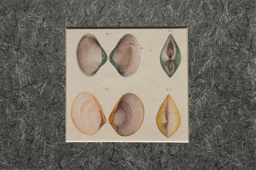 stampa antica conchiglie bivalve savigny