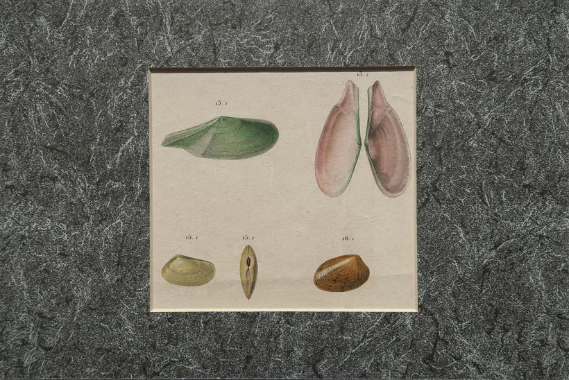 stampa antica conchiglie bivalve