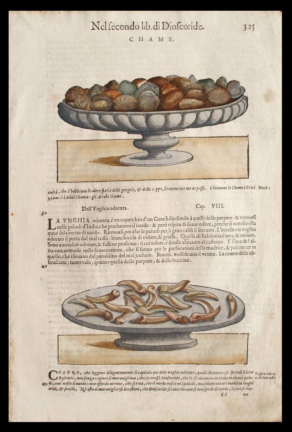 stampa antica vongole mattioli