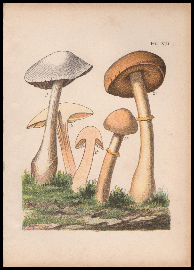 stampa antica funghi cortinarius laniger