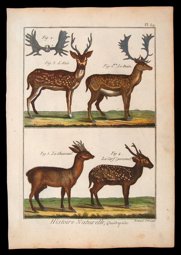 stampa antica daino