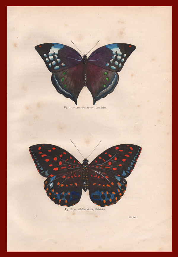 stampa antica farfalle