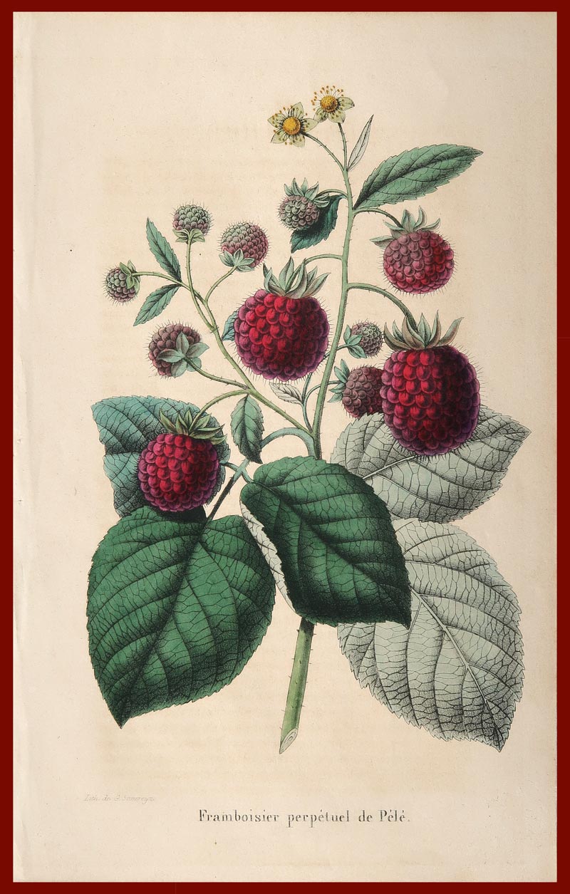stampa antica framboisier perpétuel de pélé