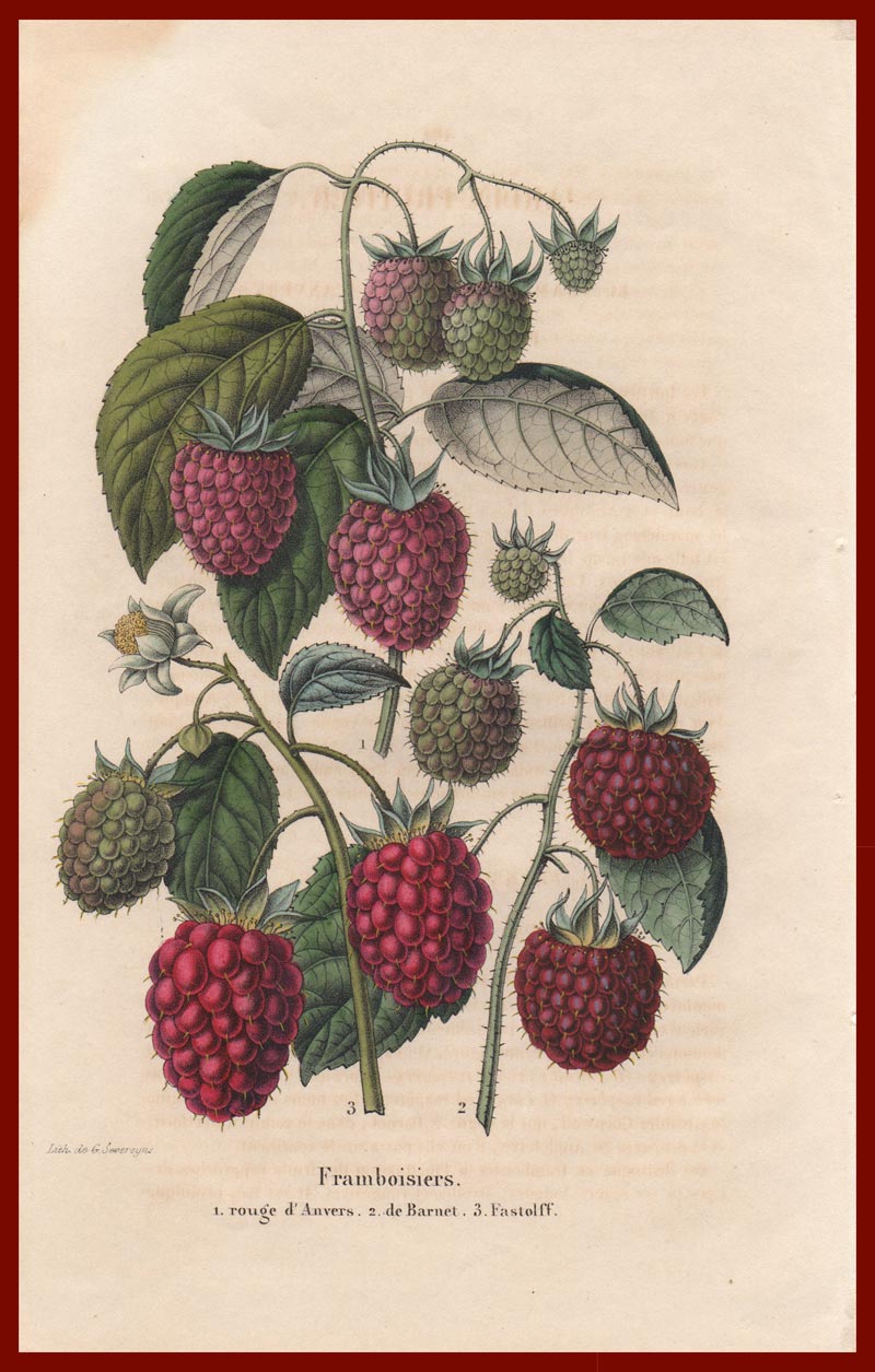 stampa antica framboisiers severeyns