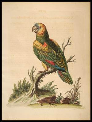 stampa antica great green parrot