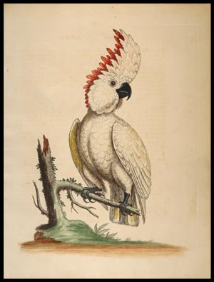 stampa antica greater cockatoo