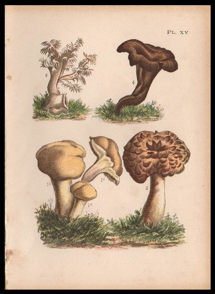 stampa antica fungo hydnum