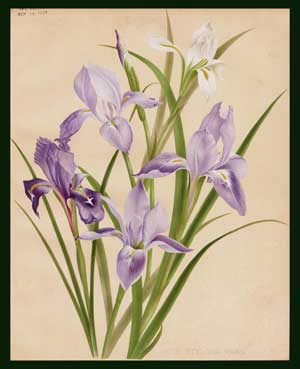 stampa iris garden
