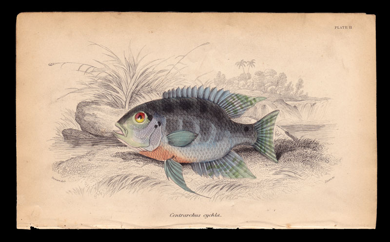 stampa antica pesce centrarchus