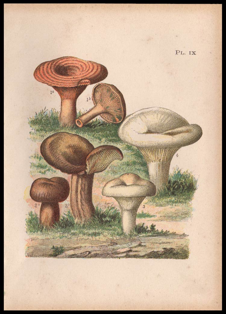 stampa antica fungo lactarius