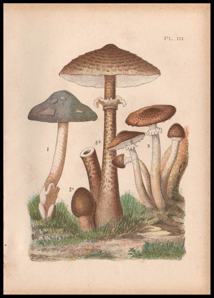 stampa antica fungo lepiota