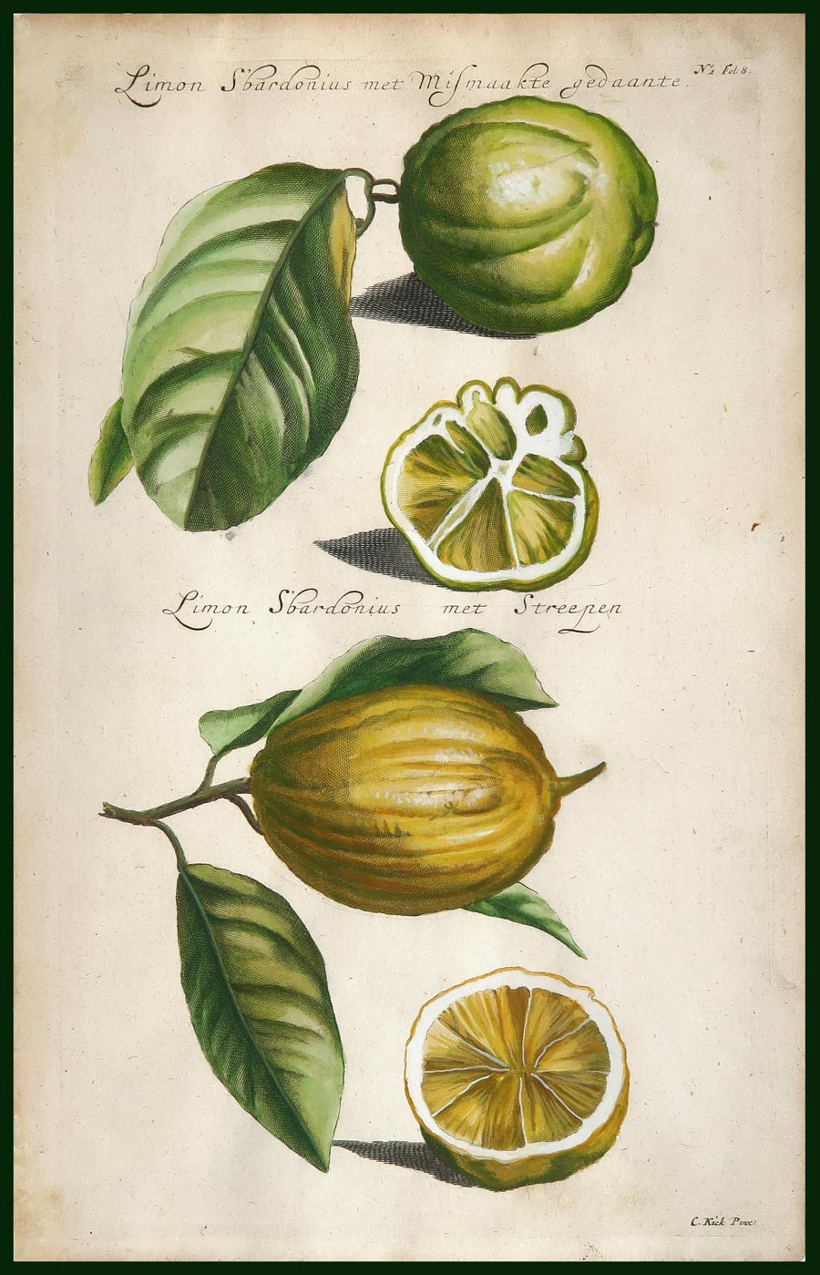 stampa antica limon sbardonius