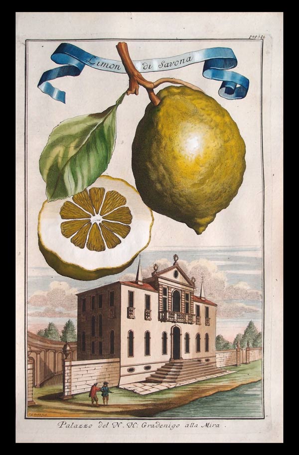stampa antica limone savona