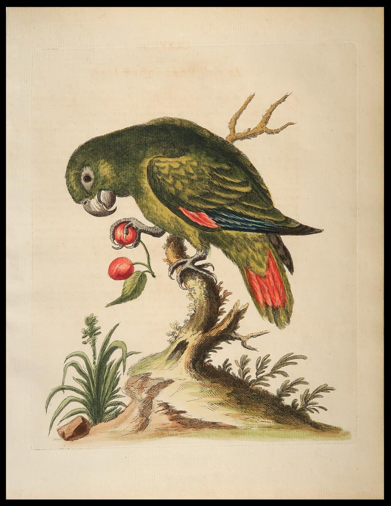 stampa antica little green parrot