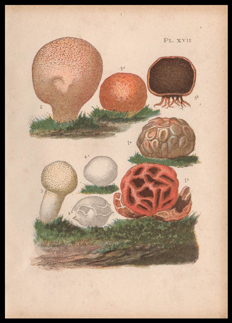 stampa antica lycoperdon