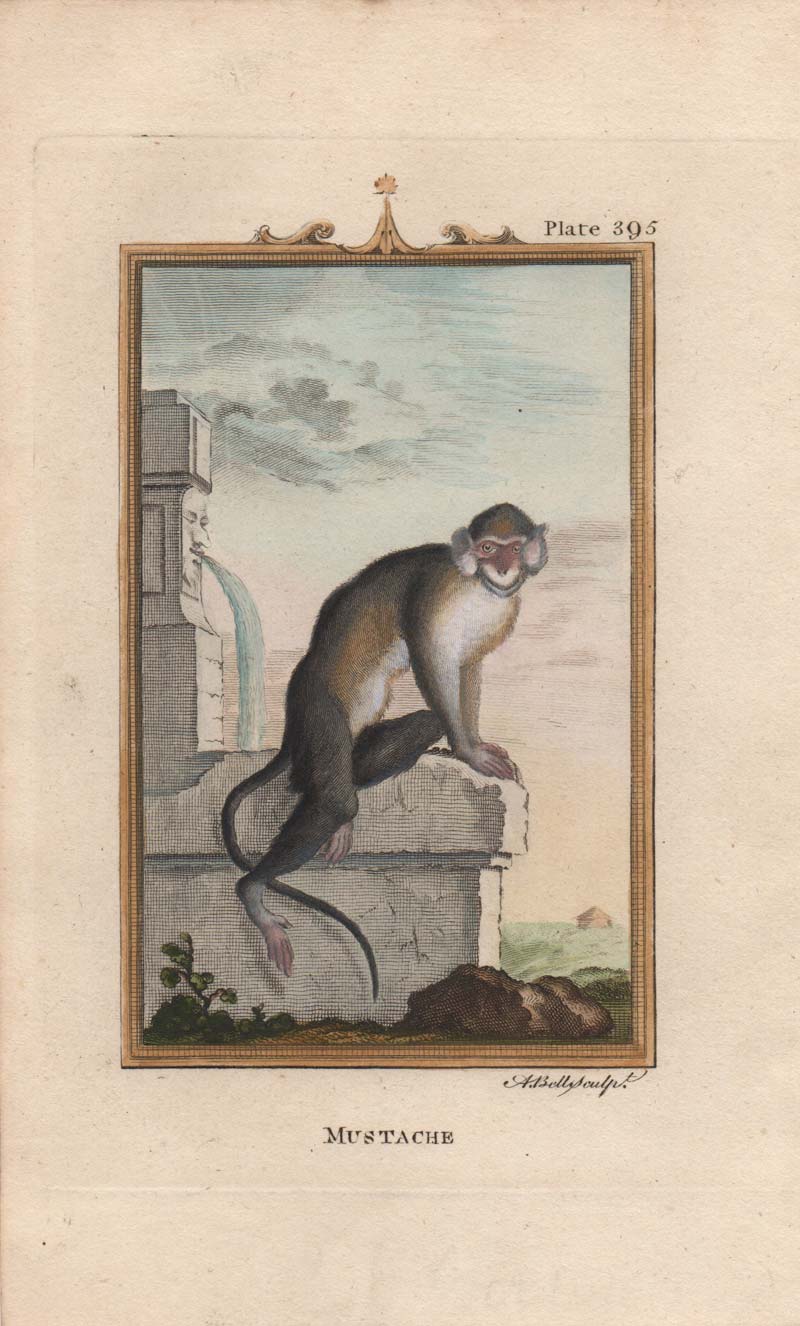 stampa antica scimmia macaco giava stampa antica macaco giava