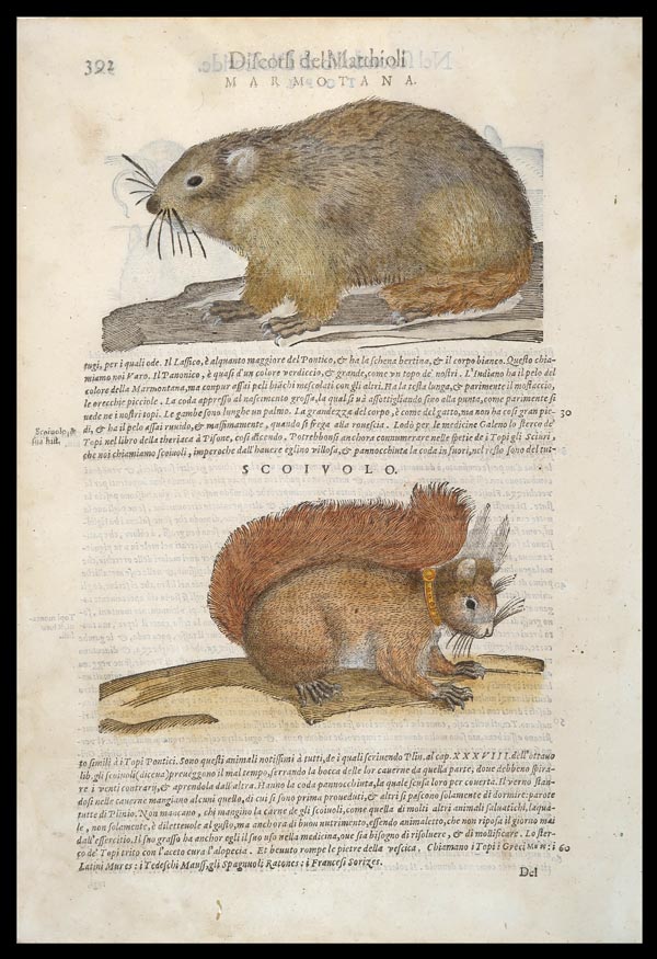 stampa antica marmotta mattioli