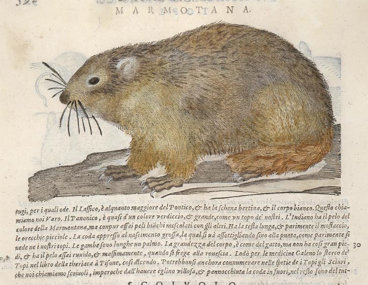 stampa antica cervi mattioli stampa antica cervi