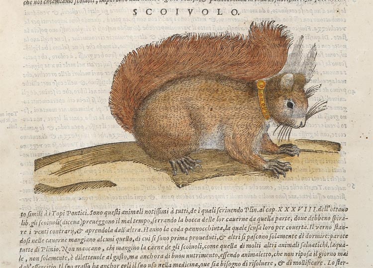stampa antica cervi mattioli stampa antica cervi