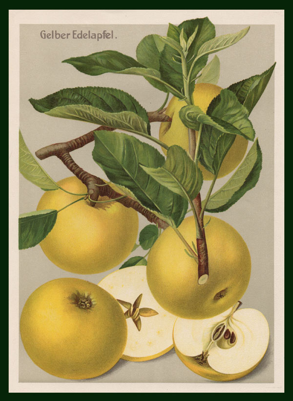 stampa antica mele golden