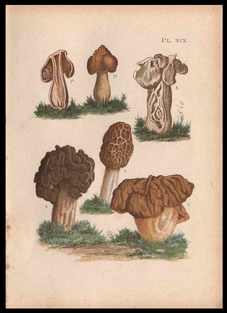 stampa antica morchella