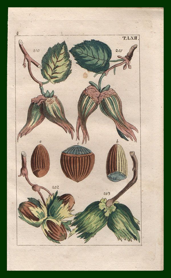 stampa antica frutta secca