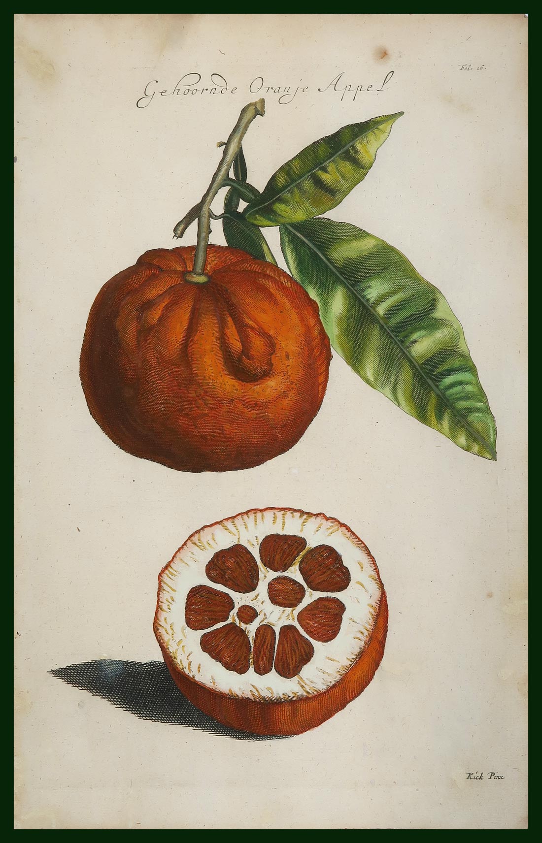 stampa antica gehoornde oranje appel
