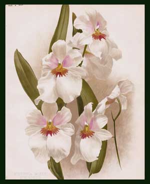 stampa orchidea garden