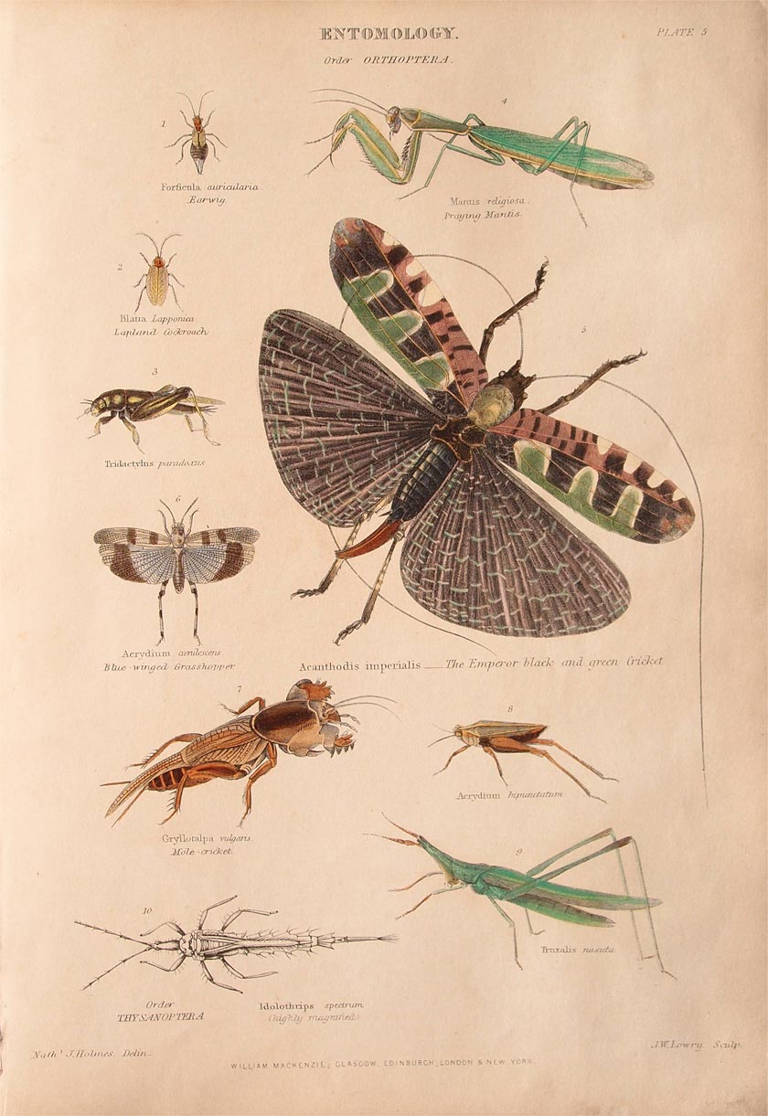 stampa antica ortotteri