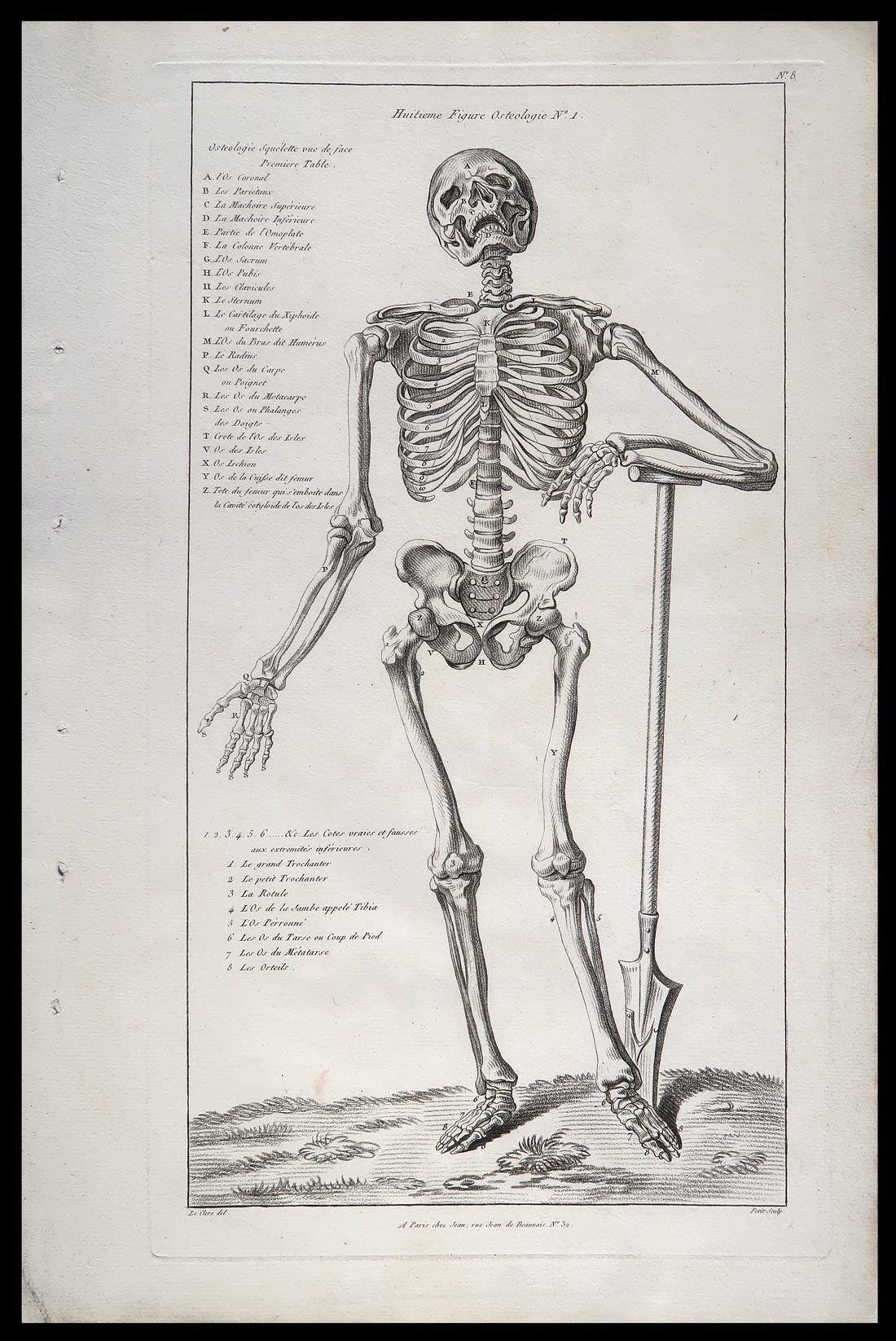 stampa antica osteologia