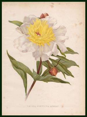 stampa peonia albiflora adrian garden