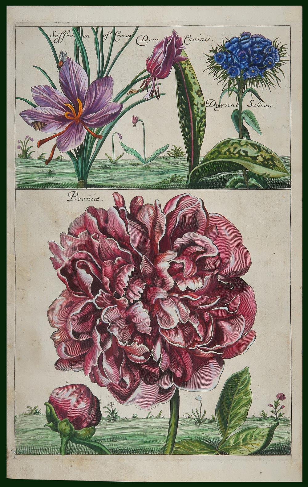stampa antica peonia cause